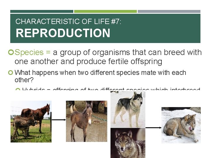 CHARACTERISTIC OF LIFE #7: REPRODUCTION Species = a group of organisms that can breed