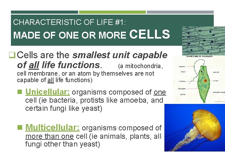 CHARACTERISTIC OF LIFE #1: MADE OF ONE OR MORE CELLS q Cells are the