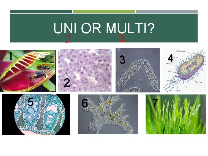UNI OR MULTI? 1 4 3 2 5 6 7 