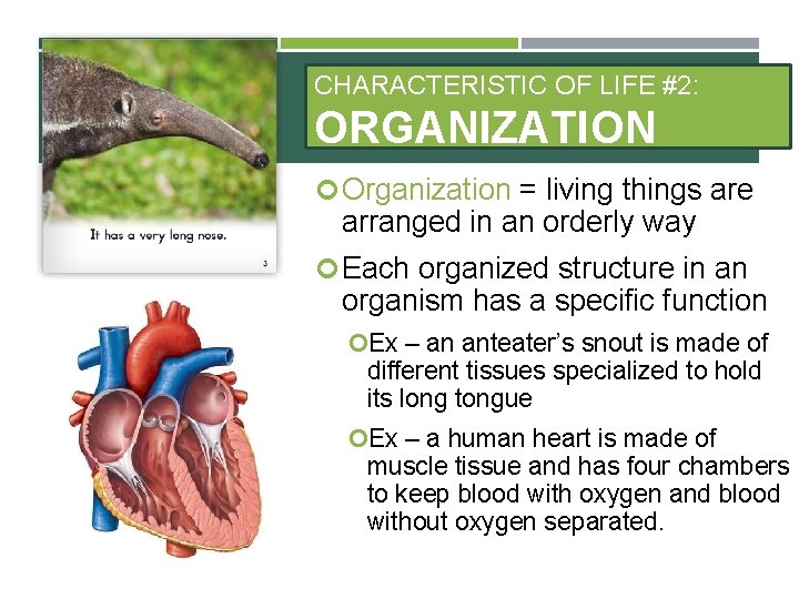 CHARACTERISTIC OF LIFE #2: ORGANIZATION Organization = living things are arranged in an orderly