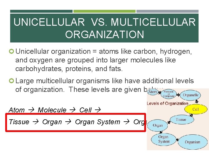UNICELLULAR VS. MULTICELLULAR ORGANIZATION Unicellular organization = atoms like carbon, hydrogen, and oxygen are