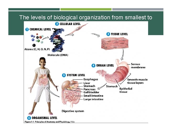 The levels of biological organization from smallest to largest are: 