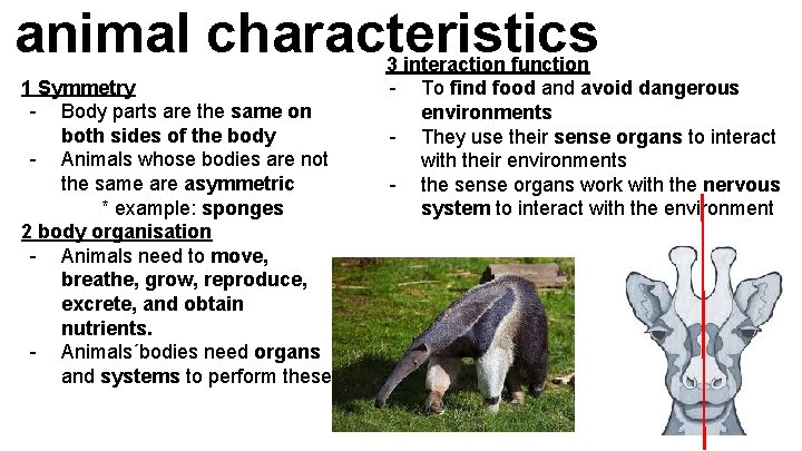 animal characteristics 1 Symmetry - Body parts are the same on both sides of