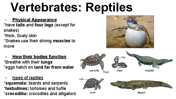 Unit 4 Animals animal characteristics 1 Symmetry Body