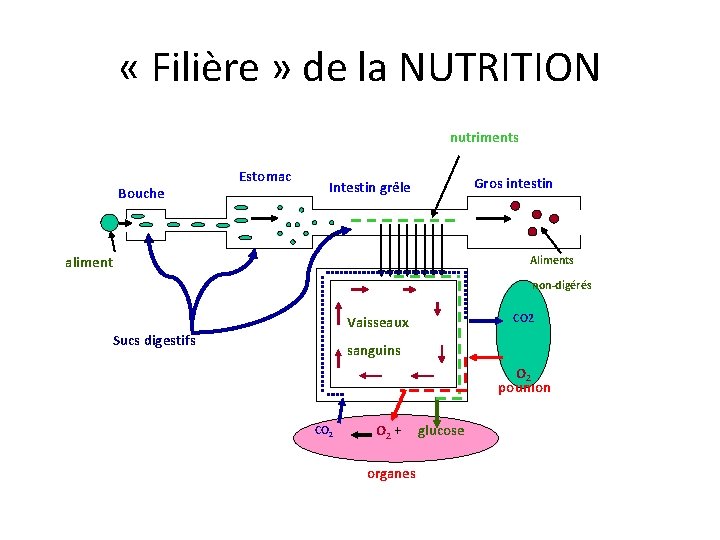  « Filière » de la NUTRITION nutriments Bouche Estomac Gros intestin Intestin grêle