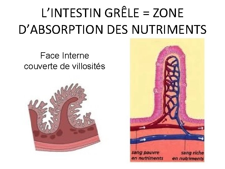 L’INTESTIN GRÊLE = ZONE D’ABSORPTION DES NUTRIMENTS Face Interne couverte de villosités 