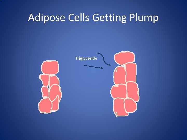Adipose Cells Getting Plump Triglyceride 
