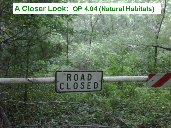 A Closer Look: OP 4. 04 (Natural Habitats) 