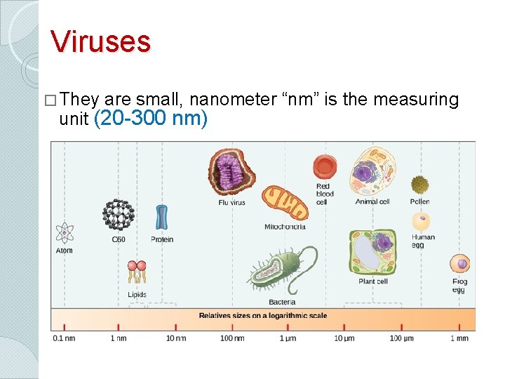 Viruses � They are small, nanometer “nm” is the measuring unit (20 -300 nm)