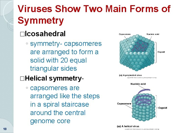 Viruses Show Two Main Forms of Symmetry �Icosahedral ◦ symmetry- capsomeres are arranged to
