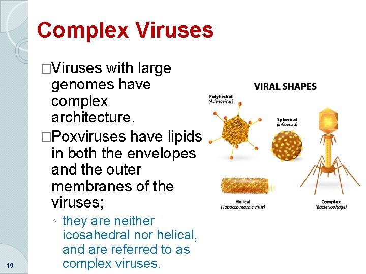 Complex Viruses �Viruses with large genomes have complex architecture. �Poxviruses have lipids in both