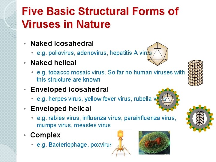 Five Basic Structural Forms of Viruses in Nature • Naked icosahedral • e. g.