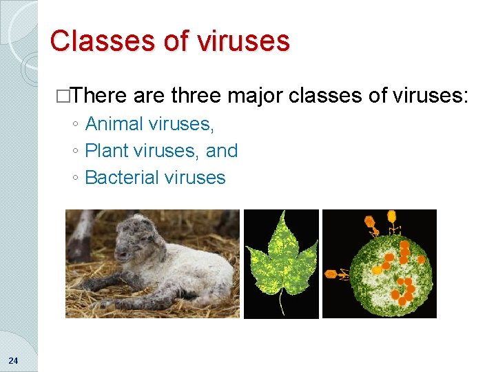 Classes of viruses �There are three major classes of viruses: ◦ Animal viruses, ◦