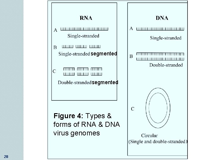 segmented Figure 4: Types & forms of RNA & DNA virus genomes 28 