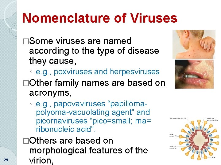 Nomenclature of Viruses �Some viruses are named according to the type of disease they