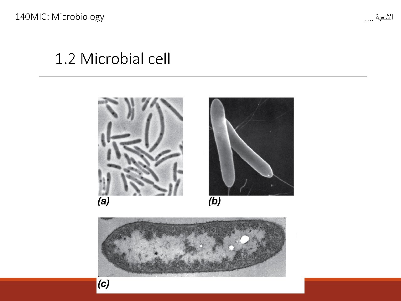 140 MIC: Microbiology 1. 2 Microbial cell . . ﺍﻟﺸﻌﺒﺔ 