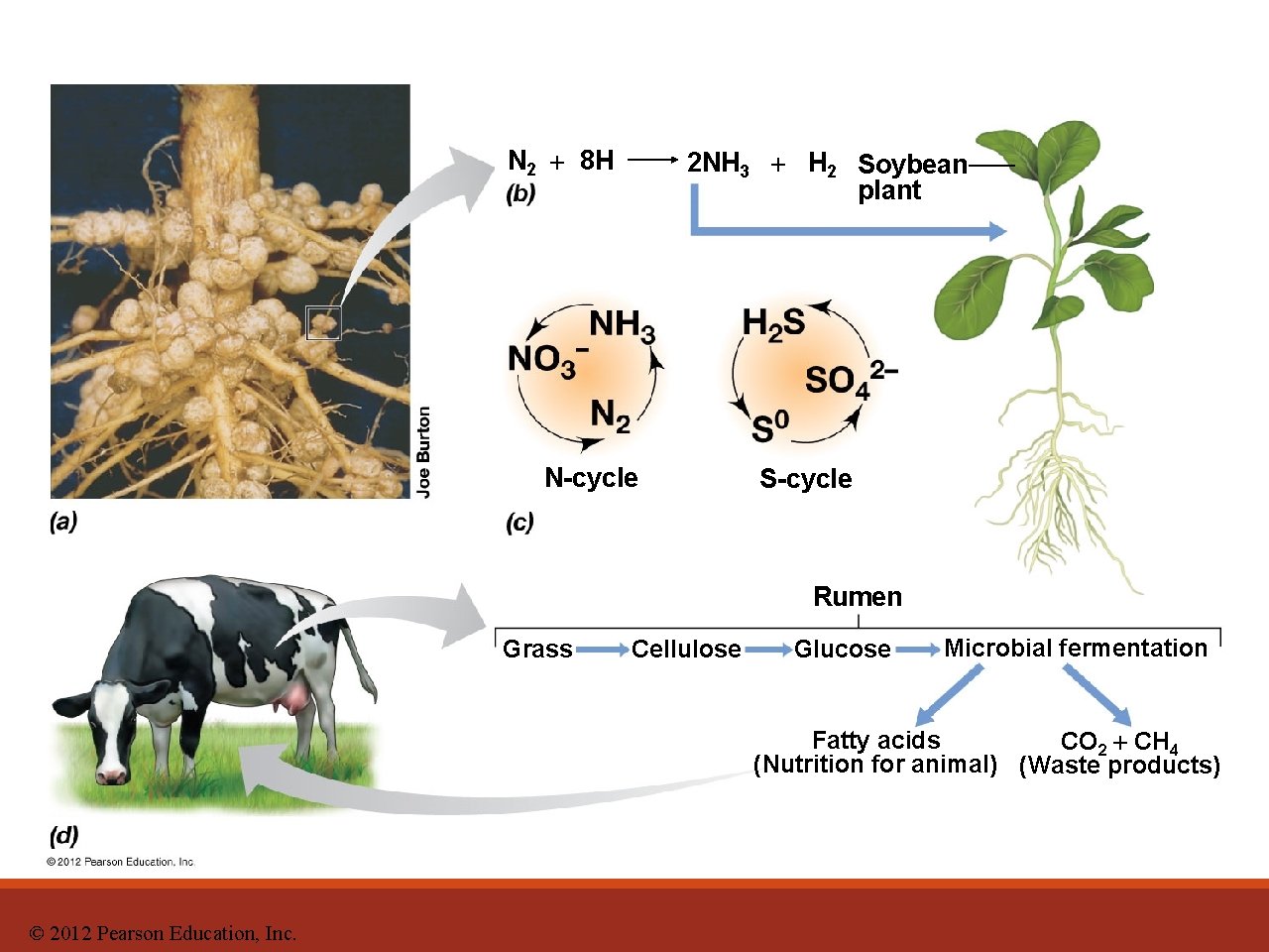 N 2 8 H 2 NH 3 H 2 Soybean plant N-cycle S-cycle Rumen