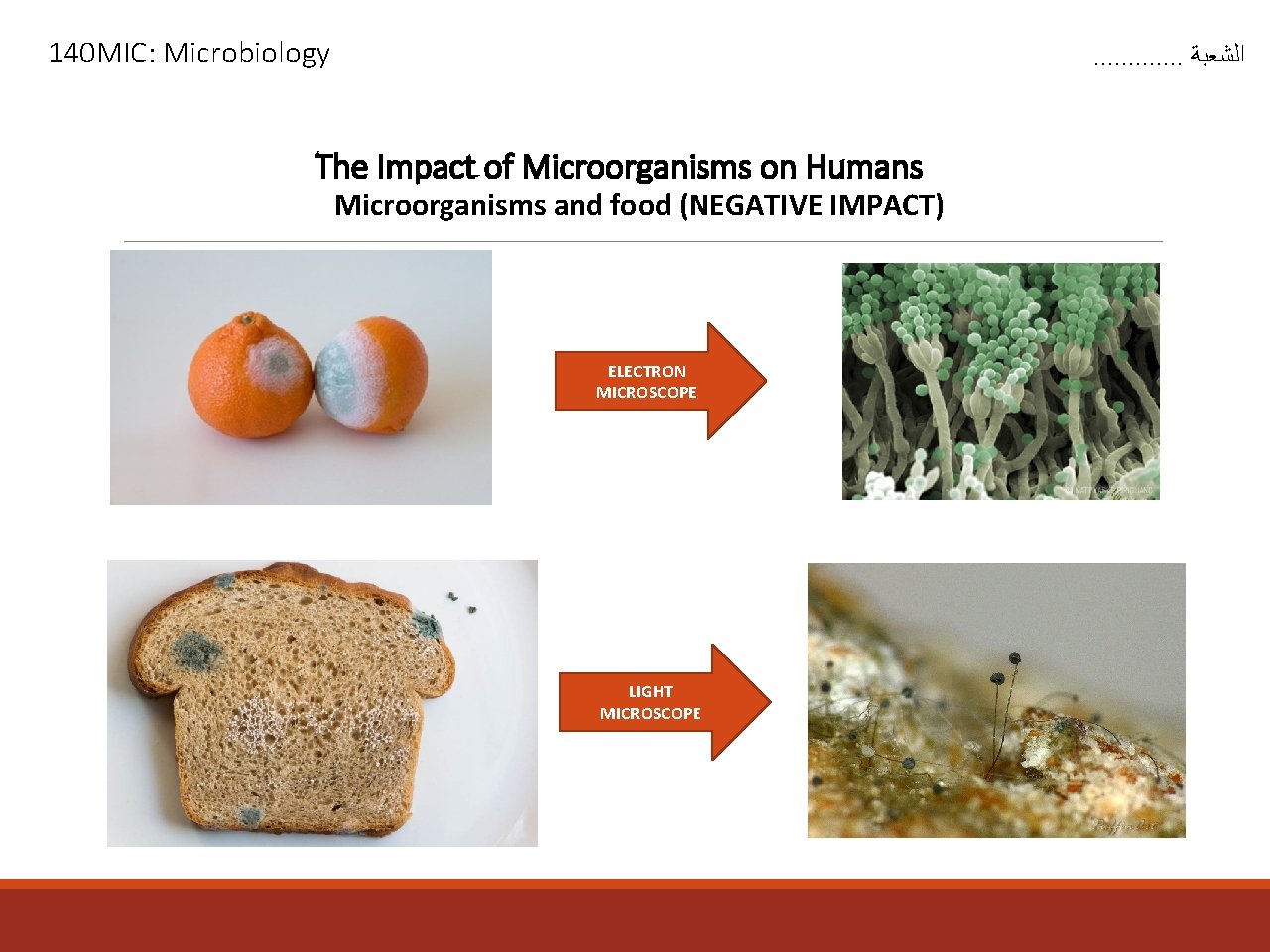 140 MIC: Microbiology . . . ﺍﻟﺸﻌﺒﺔ The Impact of Microorganisms on Humans Microorganisms