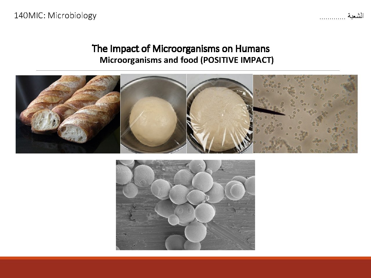 140 MIC: Microbiology . . . ﺍﻟﺸﻌﺒﺔ The Impact of Microorganisms on Humans Microorganisms