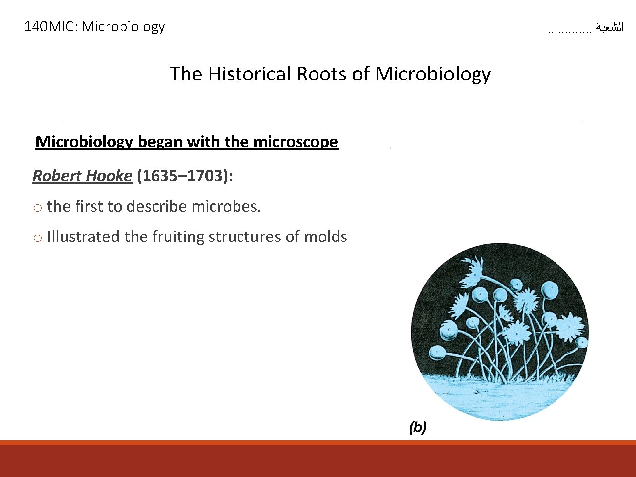 140 MIC: Microbiology . . . ﺍﻟﺸﻌﺒﺔ The Historical Roots of Microbiology began with