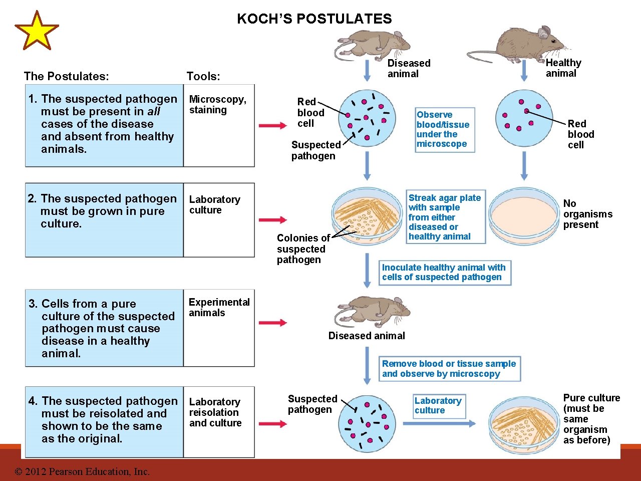 KOCH’S POSTULATES The Postulates: Diseased animal Tools: 1. The suspected pathogen must be present