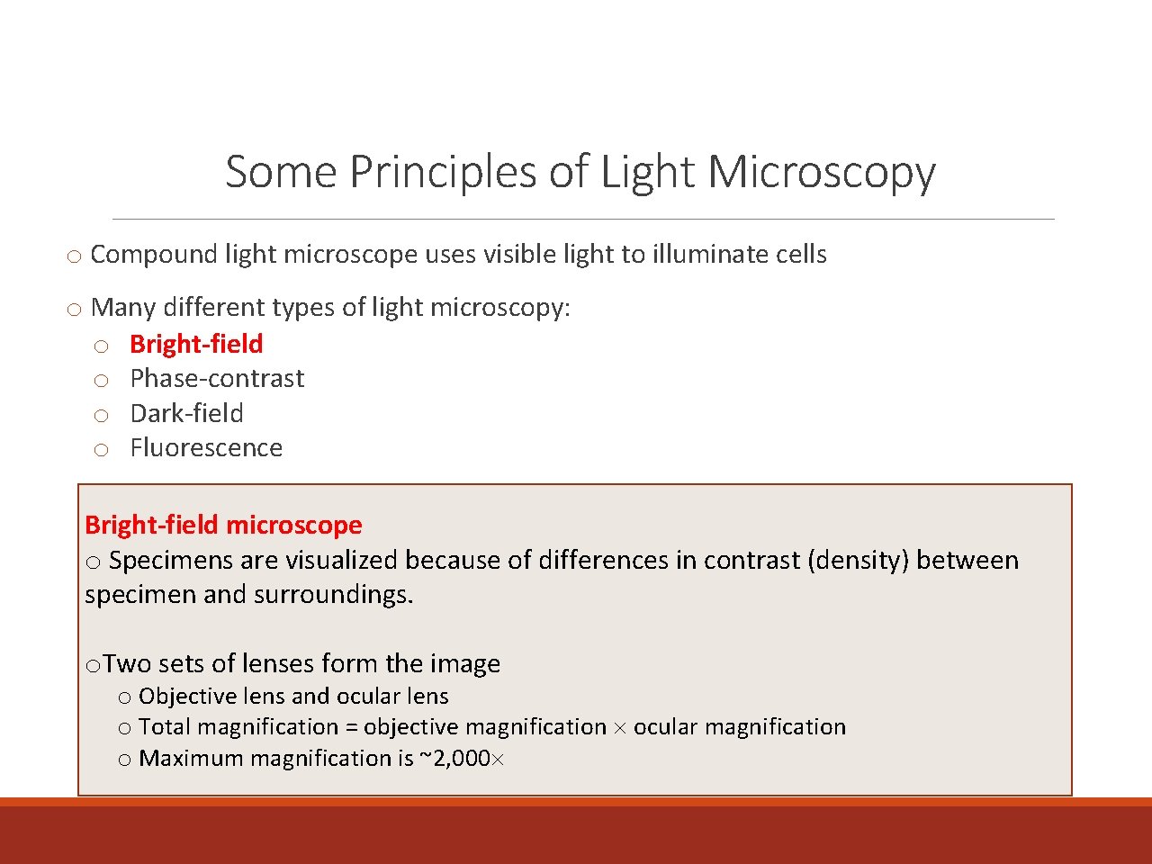 Some Principles of Light Microscopy o Compound light microscope uses visible light to illuminate