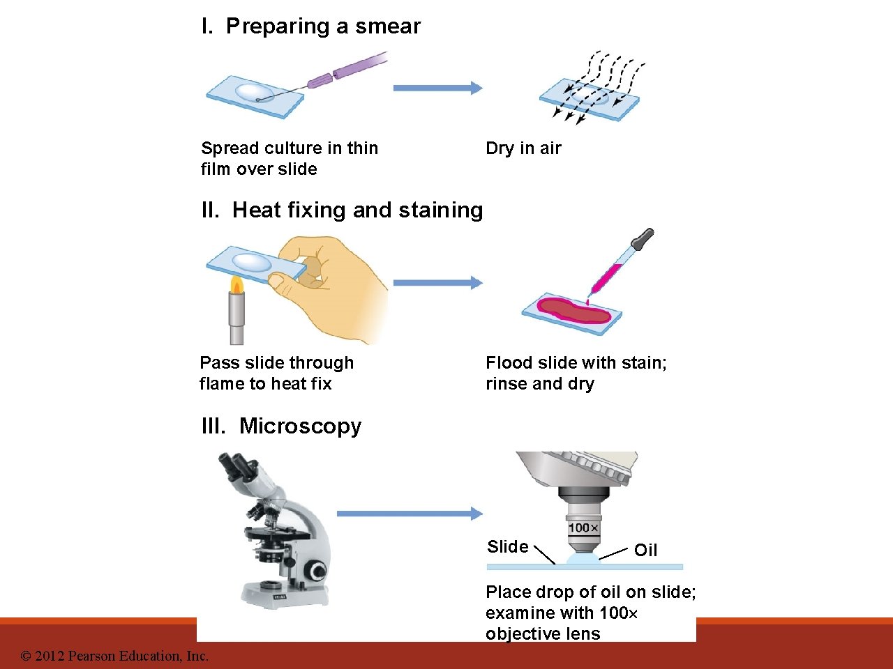 I. Preparing a smear Spread culture in thin film over slide Dry in air