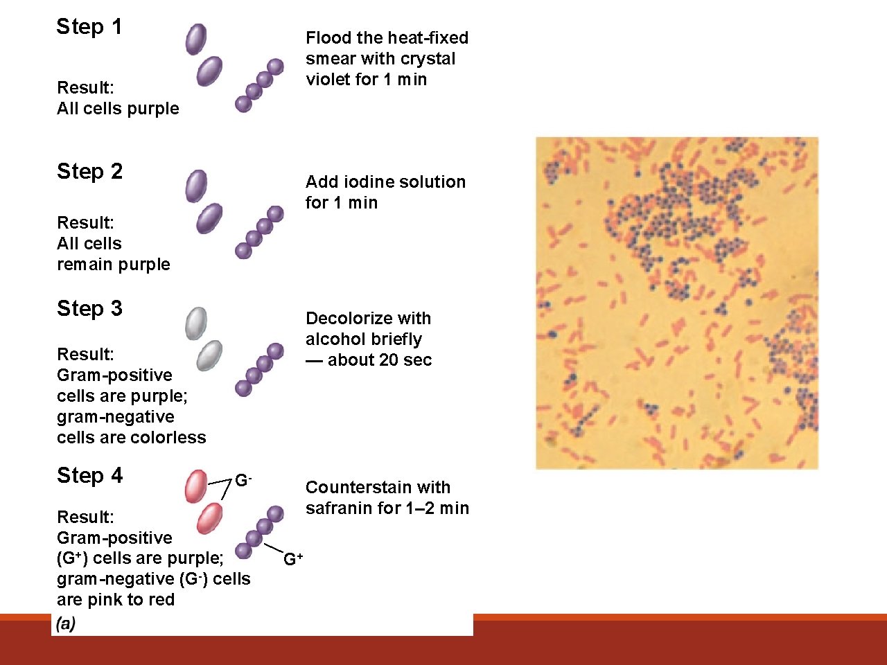 Step 1 Flood the heat-fixed smear with crystal violet for 1 min Result: All