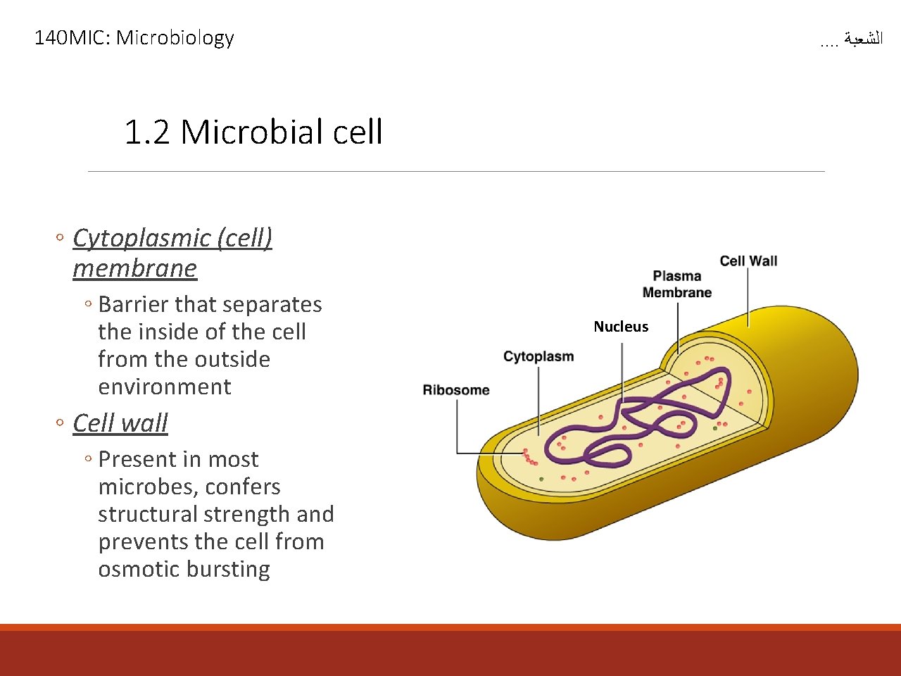 140 MIC: Microbiology . . ﺍﻟﺸﻌﺒﺔ 1. 2 Microbial cell ◦ Cytoplasmic (cell) membrane