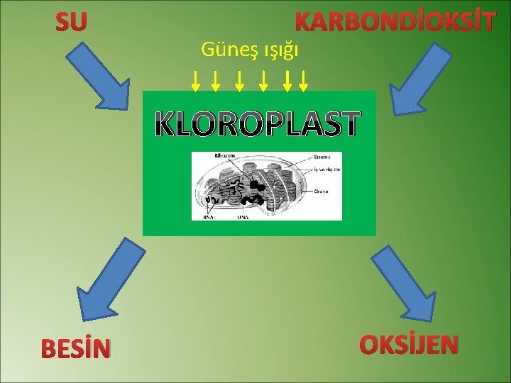 SU KARBONDİOKSİT Güneş ışığı KLOROPLAST BESİN OKSİJEN 