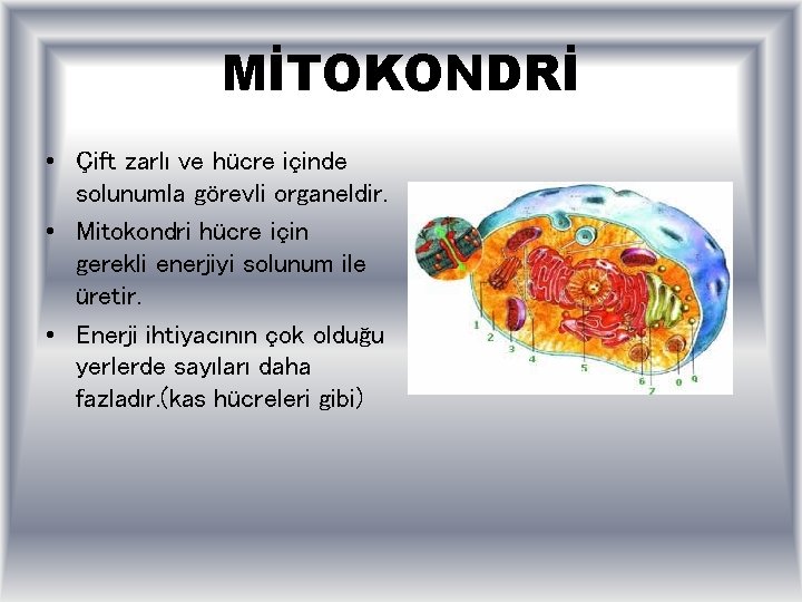 MİTOKONDRİ • Çift zarlı ve hücre içinde solunumla görevli organeldir. • Mitokondri hücre için