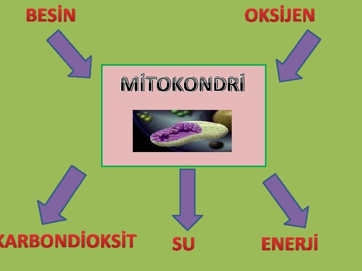 BESİN OKSİJEN MİTOKONDRİ KARBONDİOKSİT SU ENERJİ 