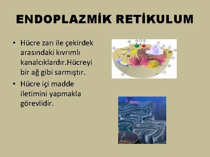 ENDOPLAZMİK RETİKULUM • Hücre zarı ile çekirdek arasındaki kıvrımlı kanalcıklardır. Hücreyi bir ağ gibi