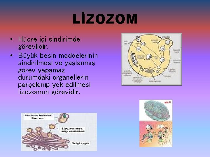 LİZOZOM • Hücre içi sindirimde görevlidir. • Büyük besin maddelerinin sindirilmesi ve yaşlanmış görev