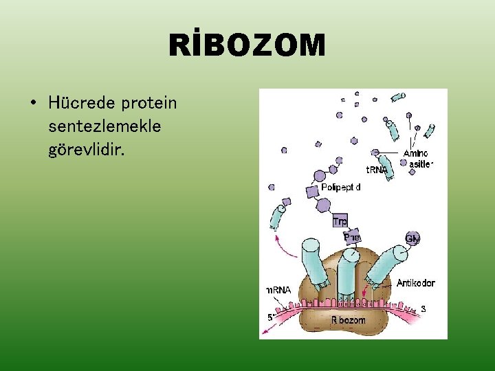 RİBOZOM • Hücrede protein sentezlemekle görevlidir. 