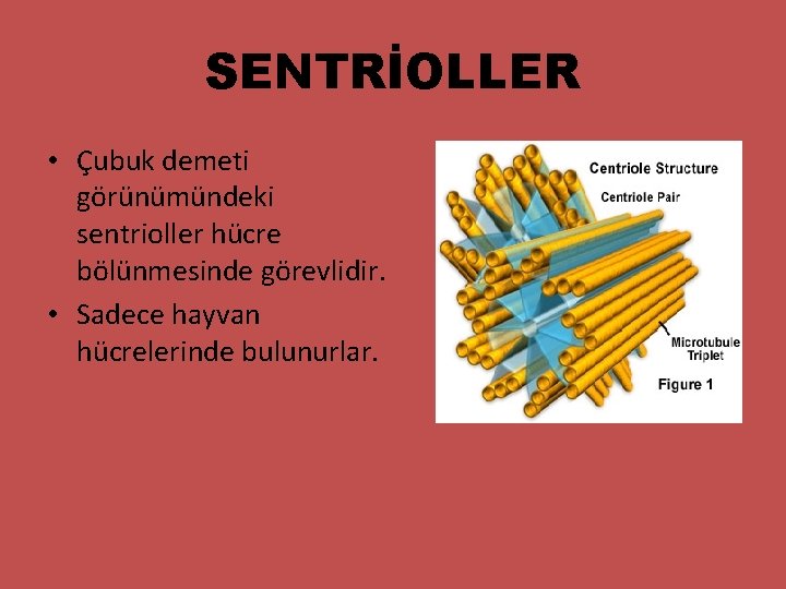 SENTRİOLLER • Çubuk demeti görünümündeki sentrioller hücre bölünmesinde görevlidir. • Sadece hayvan hücrelerinde bulunurlar.