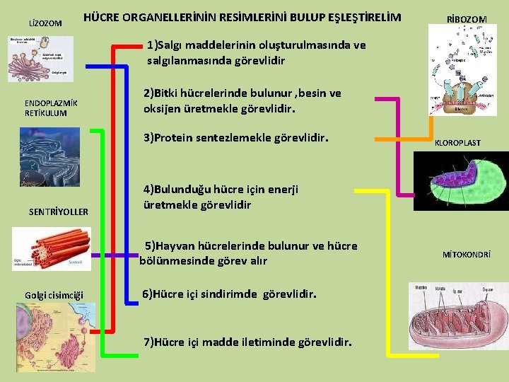 LİZOZOM HÜCRE ORGANELLERİNİN RESİMLERİNİ BULUP EŞLEŞTİRELİM RİBOZOM 1)Salgı maddelerinin oluşturulmasında ve salgılanmasında görevlidir ENDOPLAZMİK