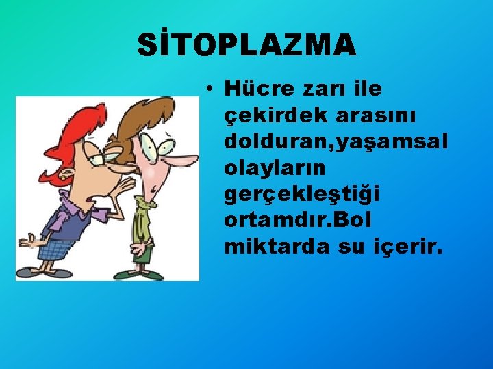 SİTOPLAZMA • Hücre zarı ile çekirdek arasını dolduran, yaşamsal olayların gerçekleştiği ortamdır. Bol miktarda