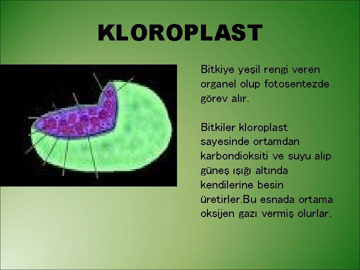 KLOROPLAST Bitkiye yeşil rengi veren organel olup fotosentezde görev alır. Bitkiler kloroplast sayesinde ortamdan