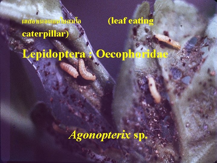 ผเสอหนอนกนใบสมโอ caterpillar) (leaf eating Lepidoptera : Oecophoridae Agonopterix sp. 