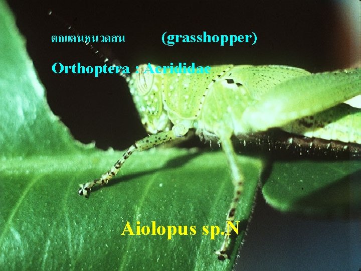 ตกแตนหนวดสน (grasshopper) Orthoptera : Acrididae Aiolopus sp. N 