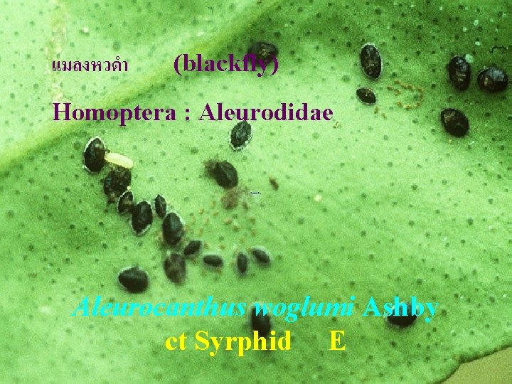 แมลงหวดำ (blackfly) Homoptera : Aleurodidae Aleurocanthus woglumi Ashby ct Syrphid E 