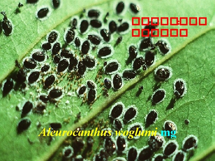 ���� : ������ Aleurocanthus woglumi mg 