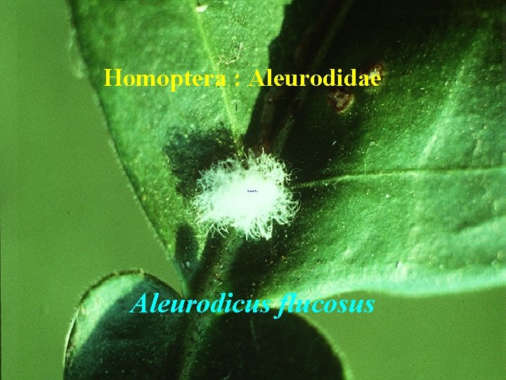 Homoptera : Aleurodidae Aleurodicus flucosus 