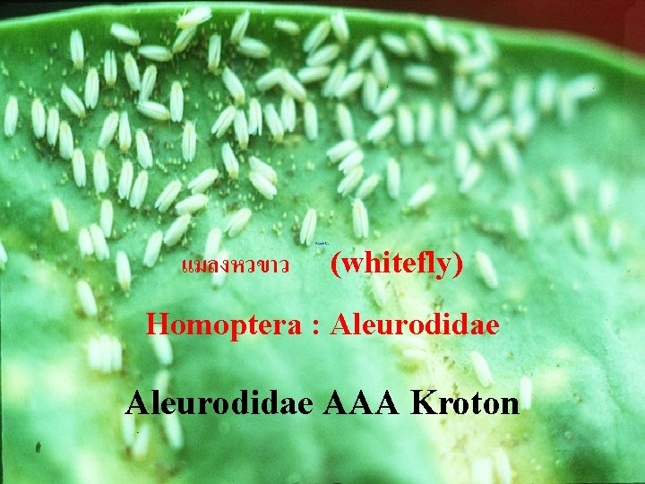 แมลงหวขาว (whitefly) Homoptera : Aleurodidae AAA Kroton 