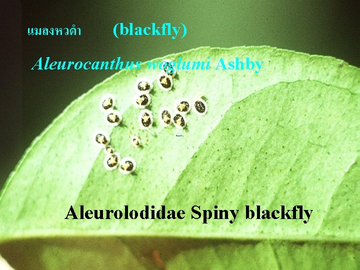 แมลงหวดำ (blackfly) Aleurocanthus woglumi Ashby Aleurolodidae Spiny blackfly 