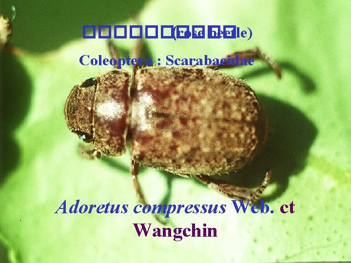 ����� (rose beetle) Coleoptera : Scarabaeidae Adoretus compressus Web. ct Wangchin 