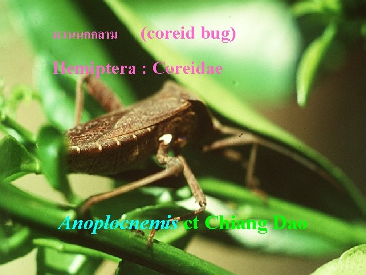 มวนนกกลาม (coreid bug) Hemiptera : Coreidae Anoplocnemis ct Chiang Dao 