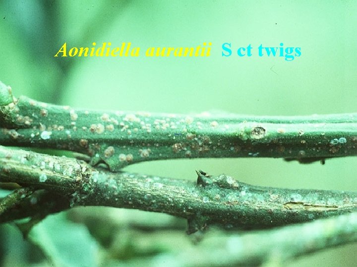 Aonidiella aurantii S ct twigs 