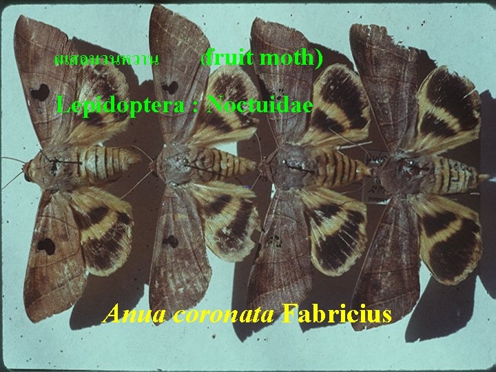 ผเสอมวนหวาน (fruit moth) Lepidoptera : Noctuidae Anua coronata Fabricius 